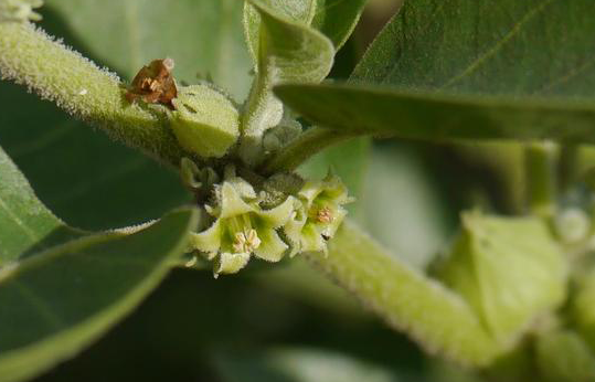 Ashwagandha: An ancient adaptogen for the modern world